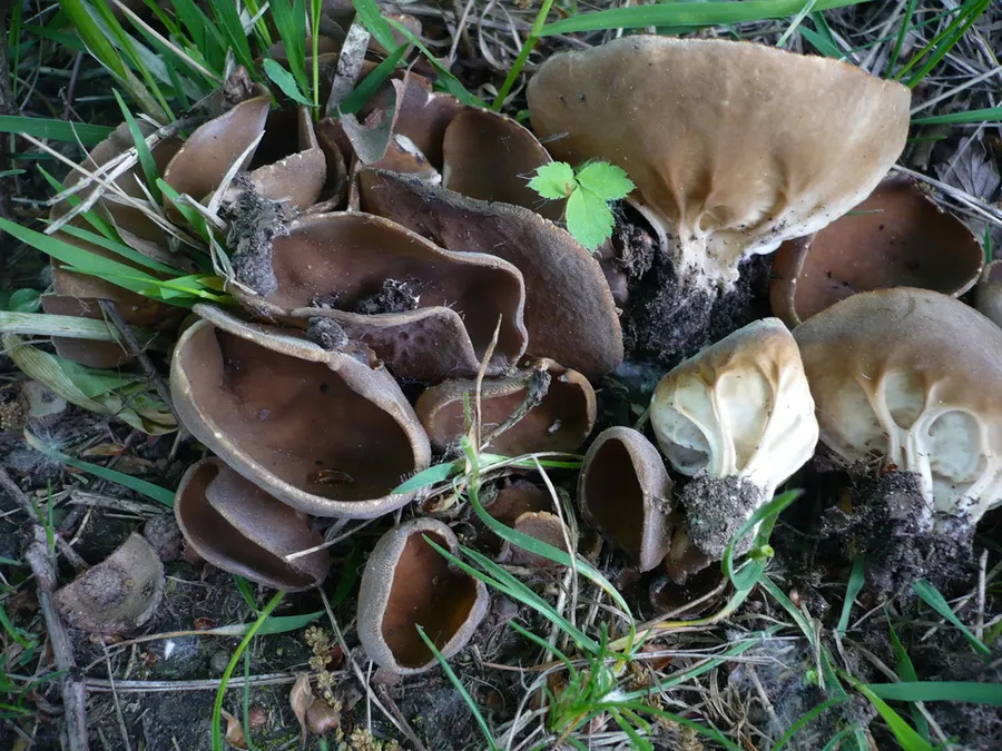 Dokumentasi Helvella acetabulum — Fotografi