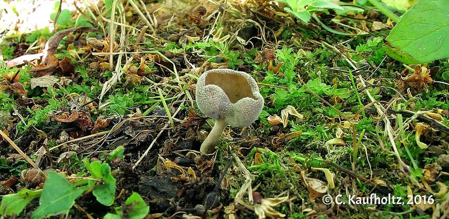 Dokumentasi Helvella fibrosa — Fotografi