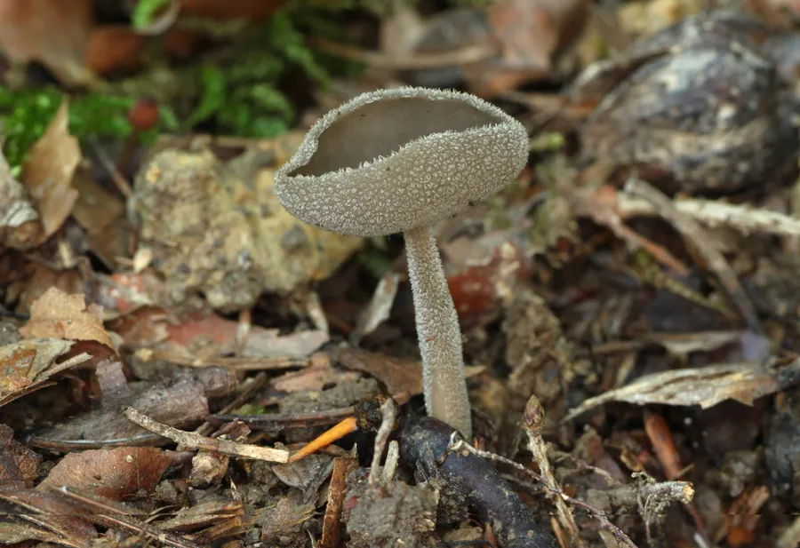 Dokumentasi Helvella macropus — Fotografi