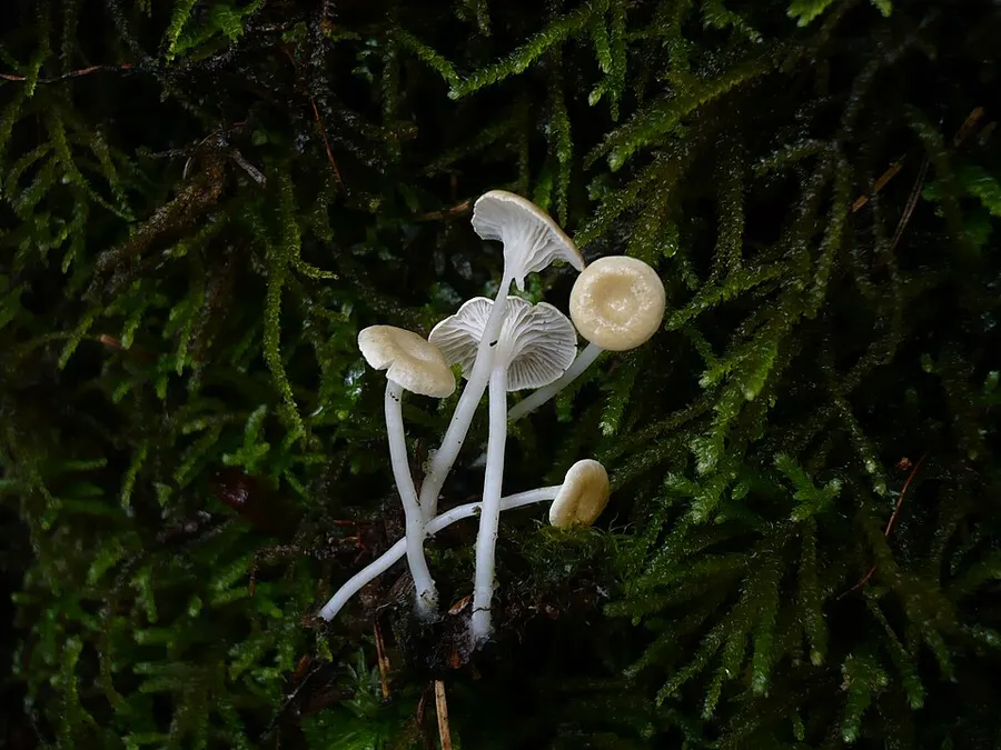 Dokumentasi Hemimycena pseudolactea — Fotografi