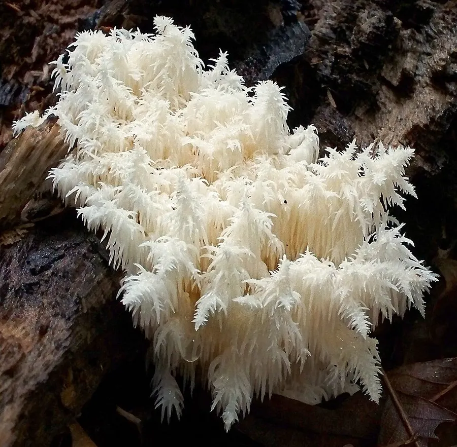 Dokumentasi Hericium coralloides — Fotografi