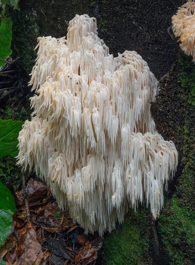Dokumentasi Hericium flagellum — Fotografi