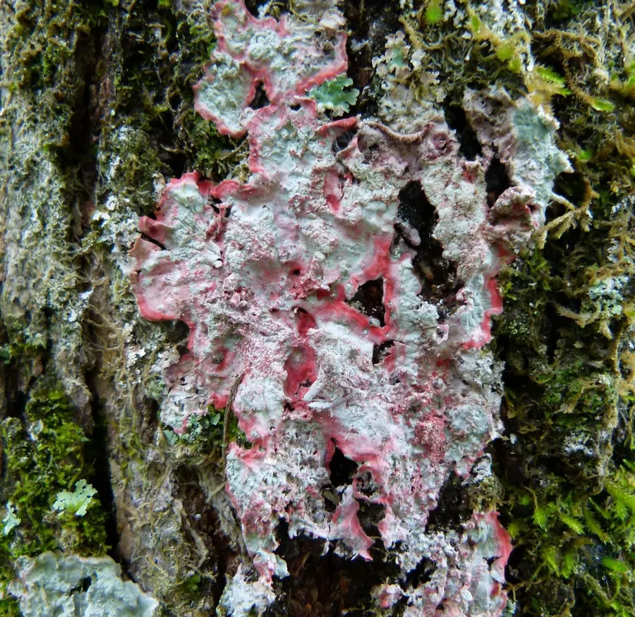 Dokumentasi Herpothallon rubrocinctum — Fotografi