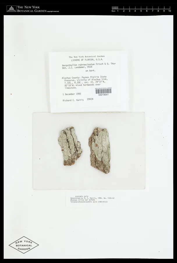 Dokumentasi Herpothallon rubroechinatum — Voucher herbarium