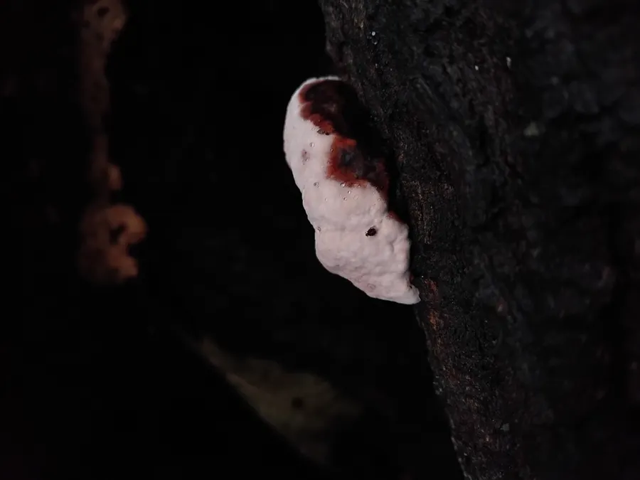 Dokumentasi Heterobasidion araucariae — Fotografi