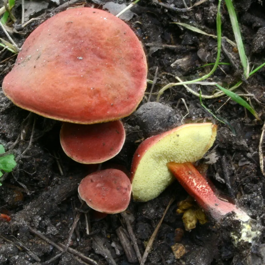 Dokumentasi Hortiboletus rubellus — Fotografi