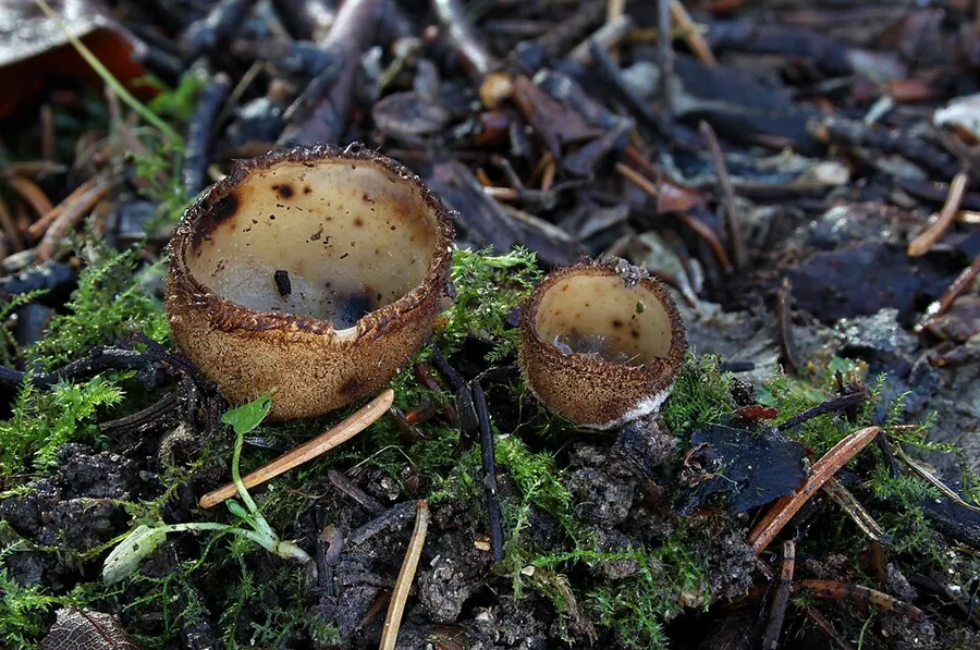 Dokumentasi Humaria hemisphaerica — Fotografi