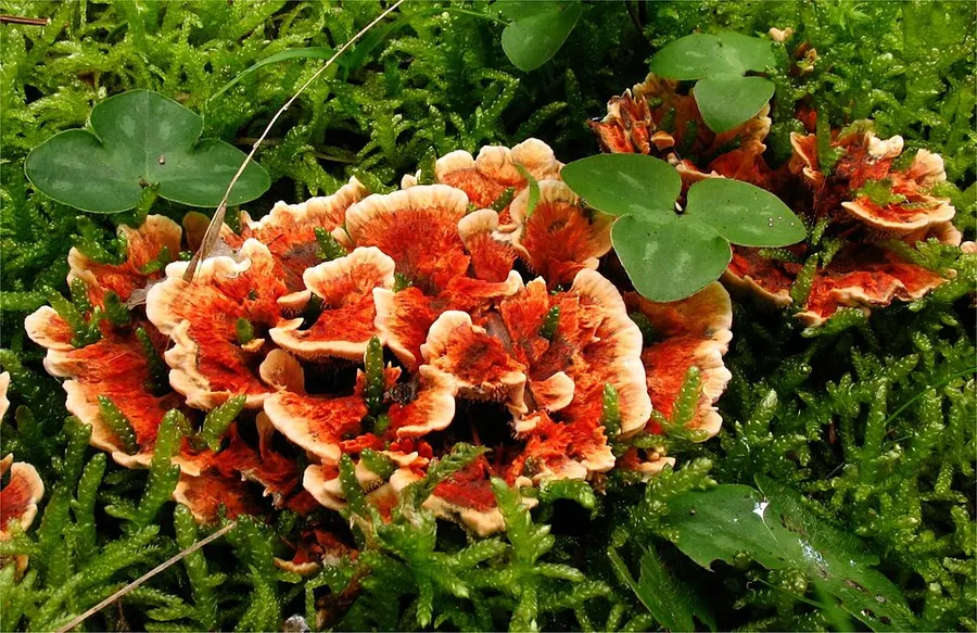 Dokumentasi Hydnellum auratile — Fotografi