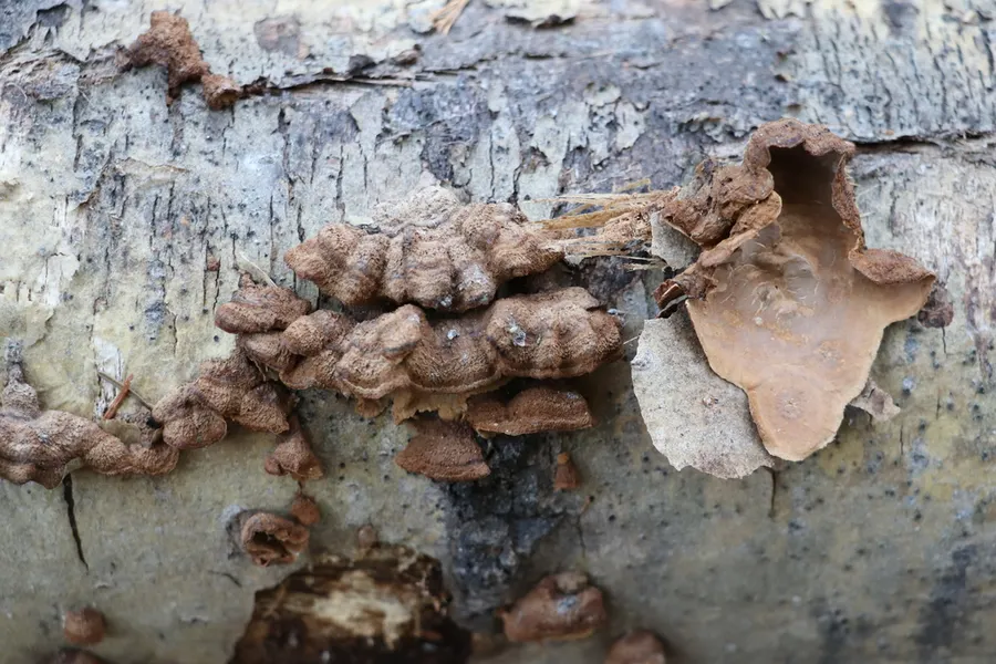 Dokumentasi Hydnoporia tabacina — Fotografi