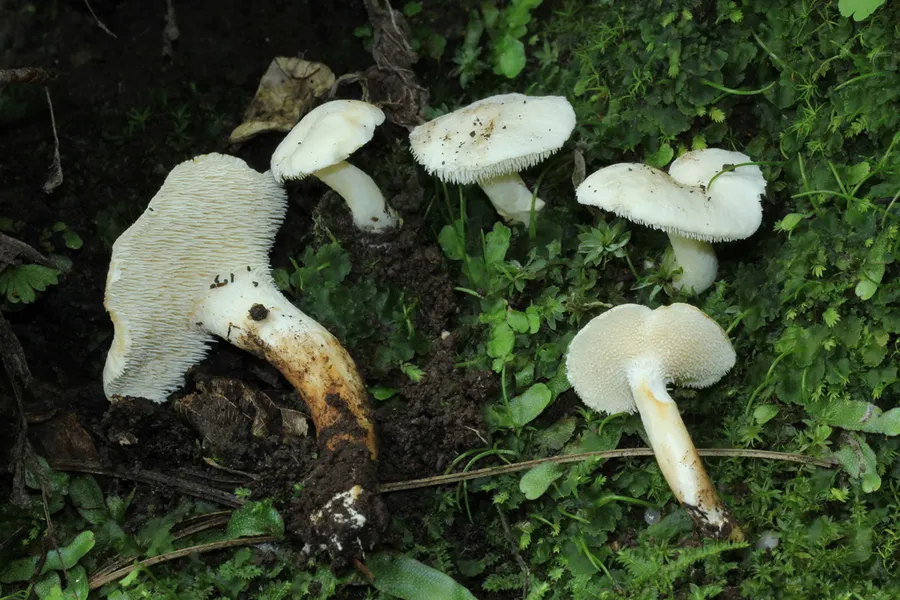 Dokumentasi Hydnum albidum — Fotografi