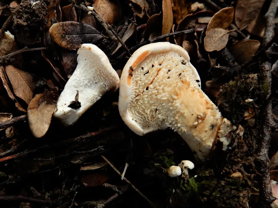 Dokumentasi Hydnum crocidens — Fotografi