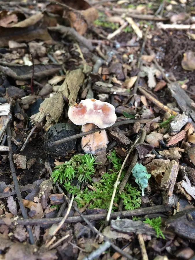 Dokumentasi Hydnum cuspidatum — Fotografi