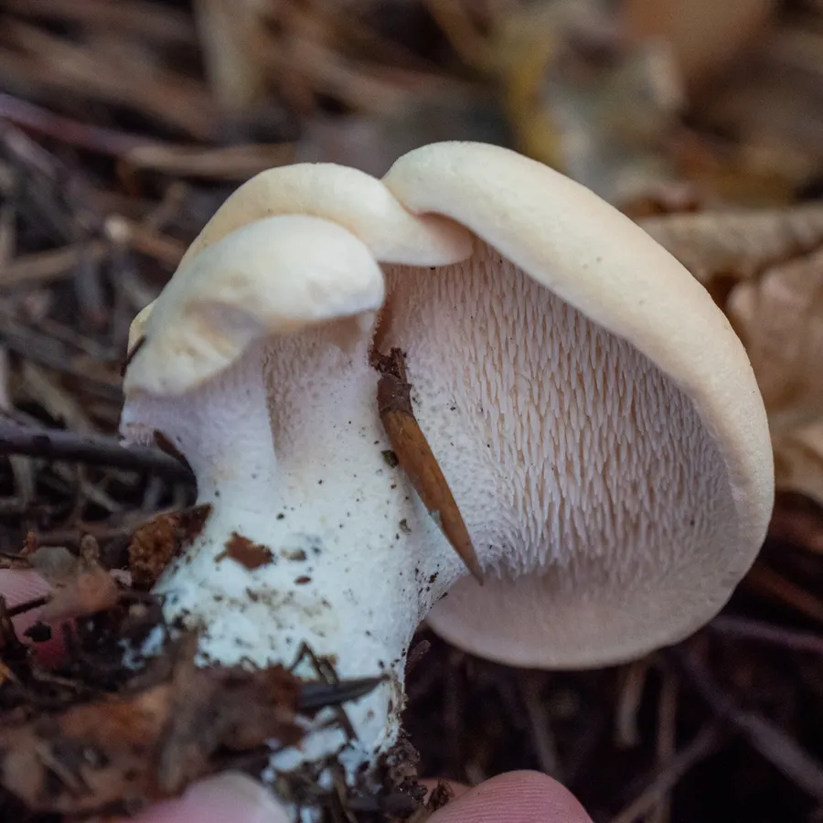Dokumentasi Hydnum repandum — Fotografi
