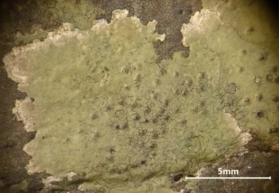 Dokumentasi Hydropunctaria orae — Fotografi