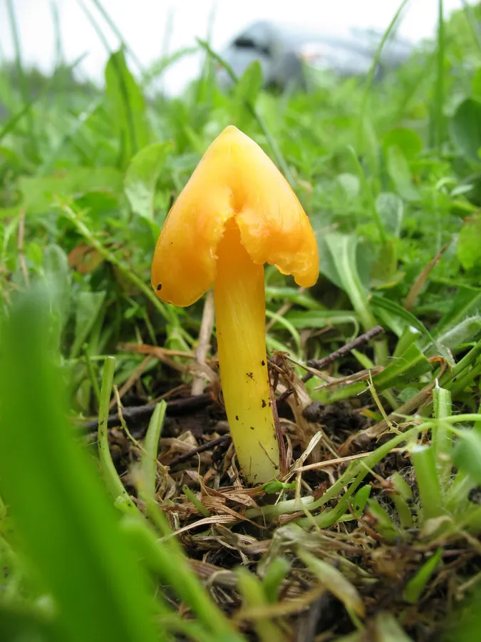 Dokumentasi Hygrocybe persistens — Fotografi
