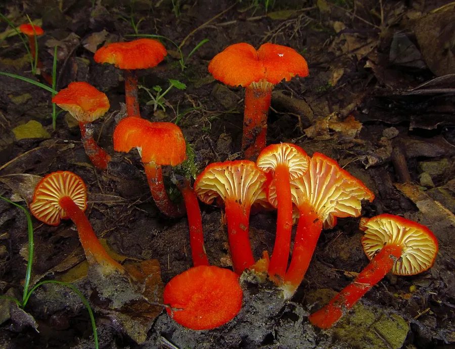 Dokumentasi Hygrocybe cantharellus — Fotografi