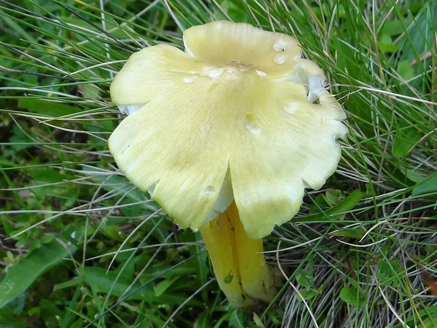 Dokumentasi Hygrocybe citrinovirens — Fotografi