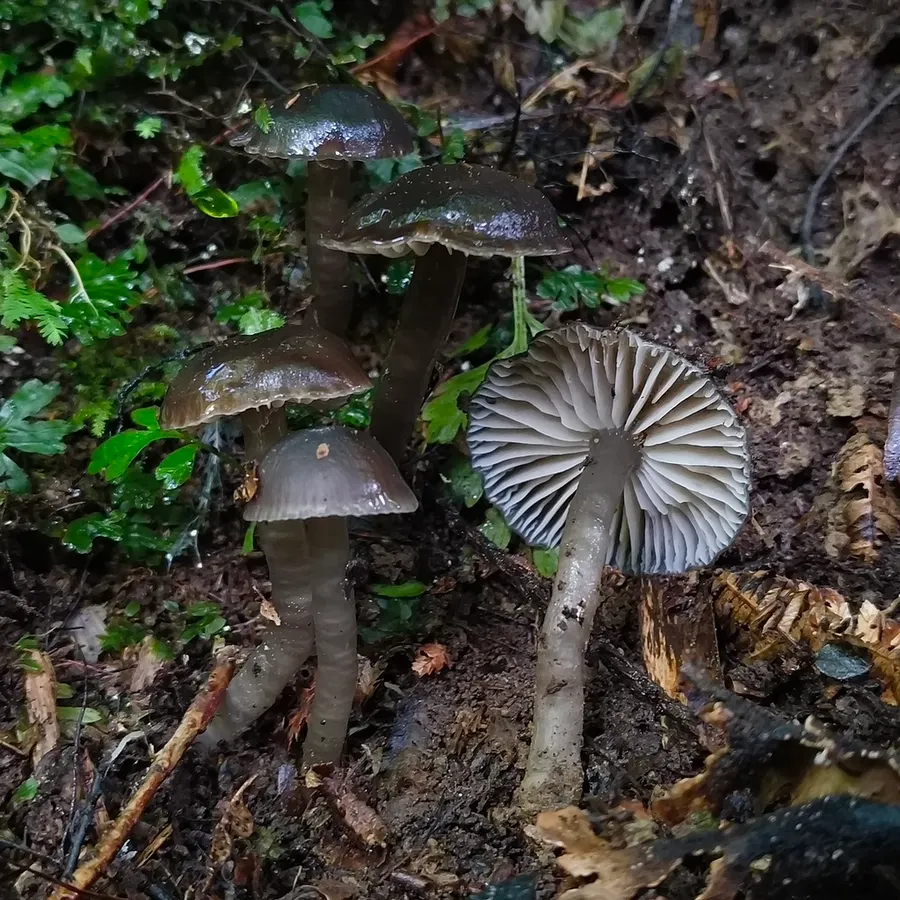 Dokumentasi Gliophorus fumosogriseus — Fotografi