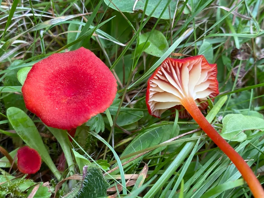 Dokumentasi Hygrocybe helobia — Fotografi