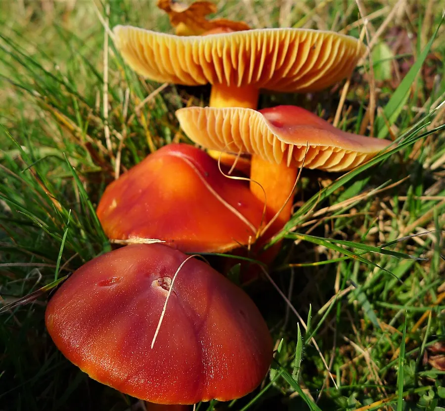 Dokumentasi Hygrocybe punicea — Fotografi