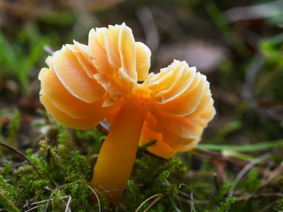 Dokumentasi Hygrocybe quieta — Fotografi