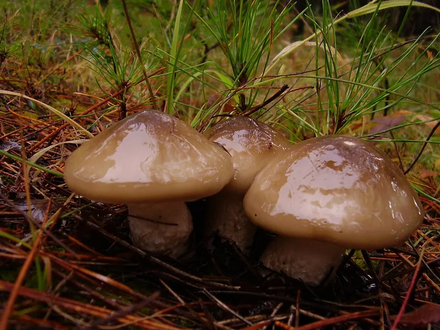 Dokumentasi Hygrophorus latitabundus — Fotografi