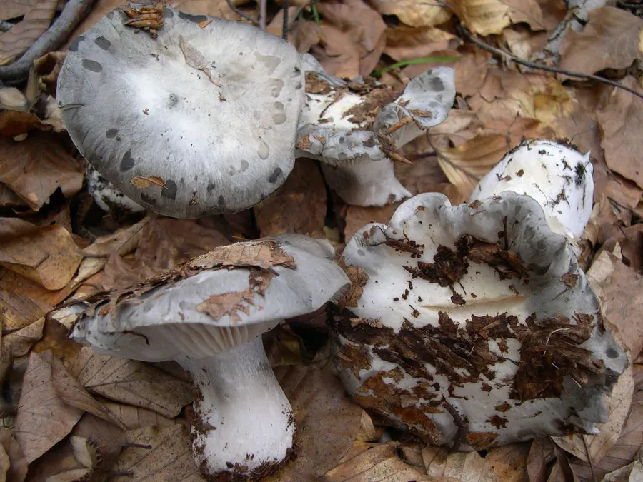 Dokumentasi Hygrophorus marzuolus — Fotografi