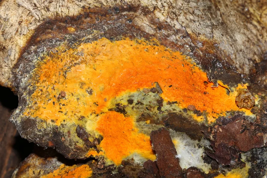 Dokumentasi Hypomyces aurantius — Fotografi