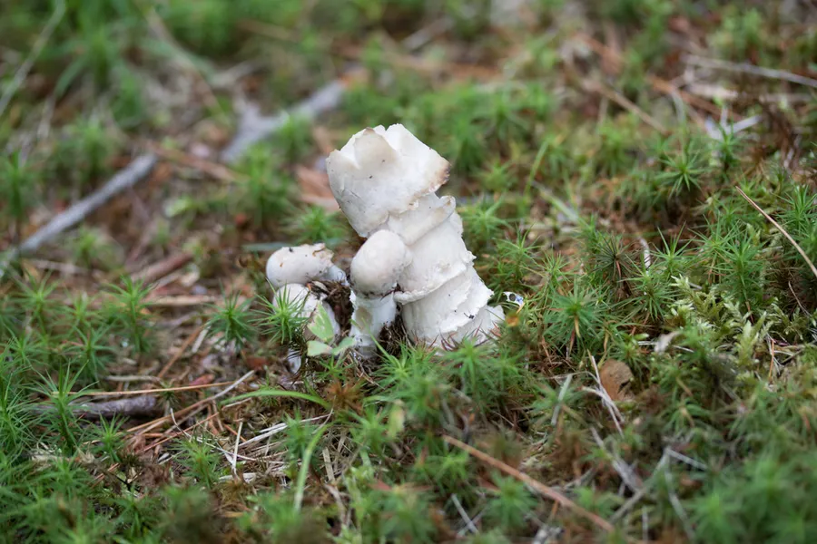 Dokumentasi Hypomyces hyalinus — Fotografi