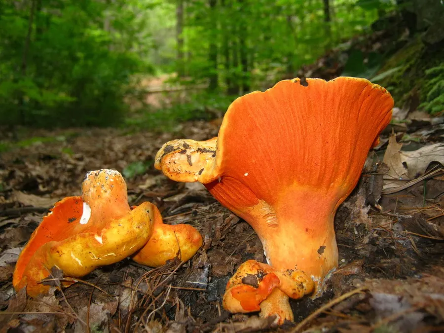 Dokumentasi Hypomyces lactifluorum — Fotografi
