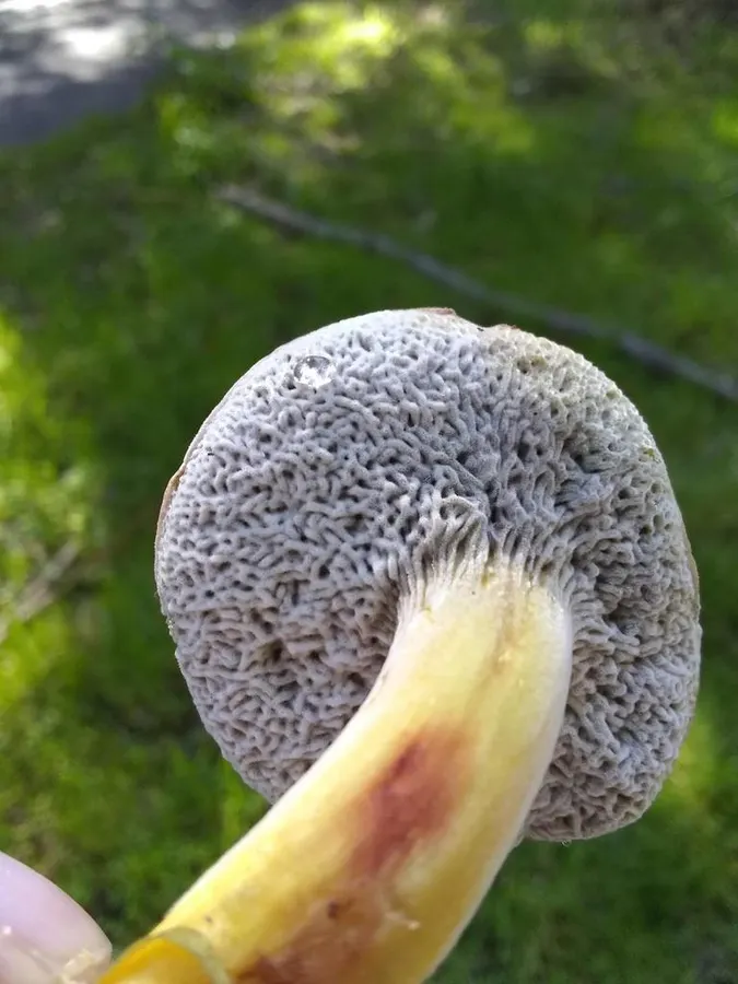 Dokumentasi Hypomyces microspermus — Fotografi