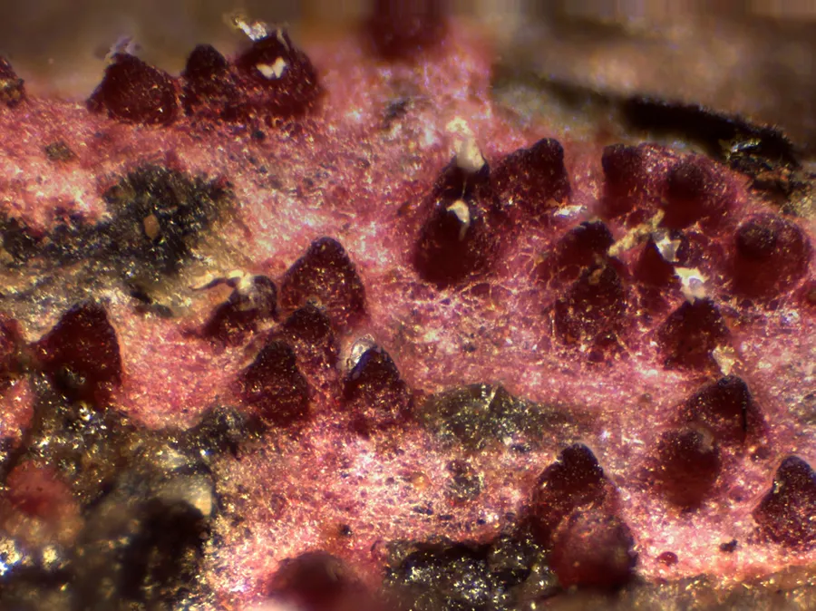 Dokumentasi Hypomyces rosellus — Fotografi