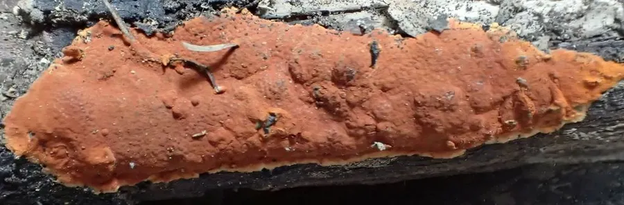 Dokumentasi Hypoxylon rubiginosum — Fotografi