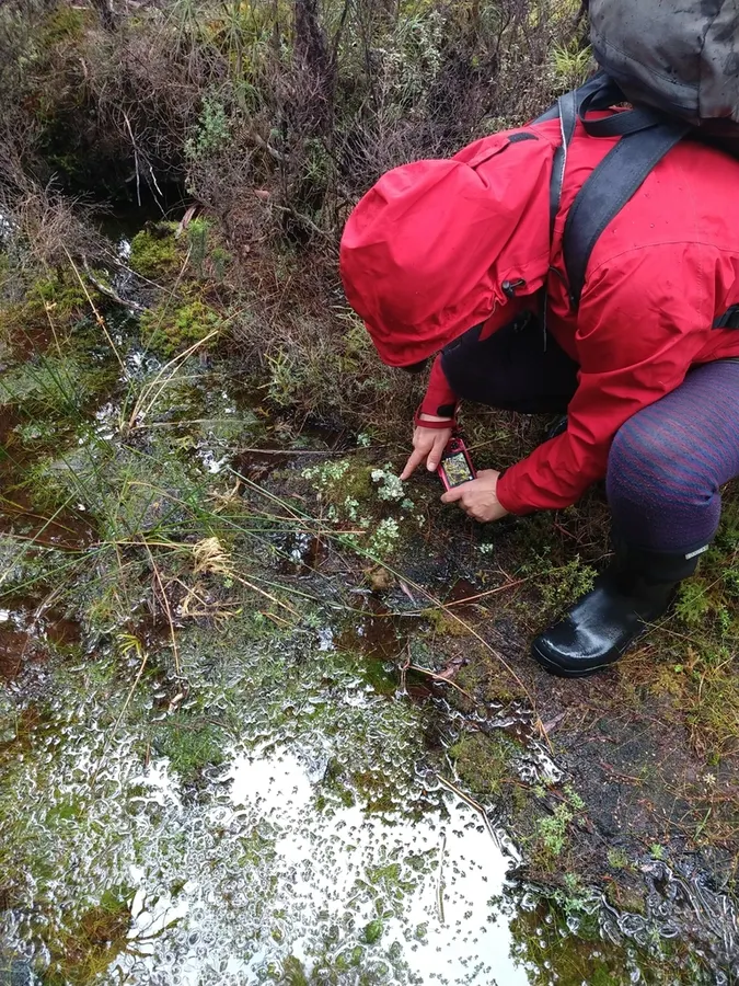 Dokumentasi Knightiella splachnirima — Fotografi