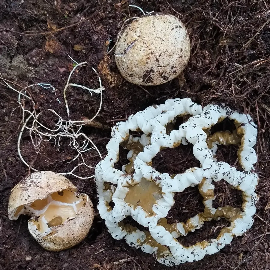 Dokumentasi Ileodictyon cibarium — Fotografi