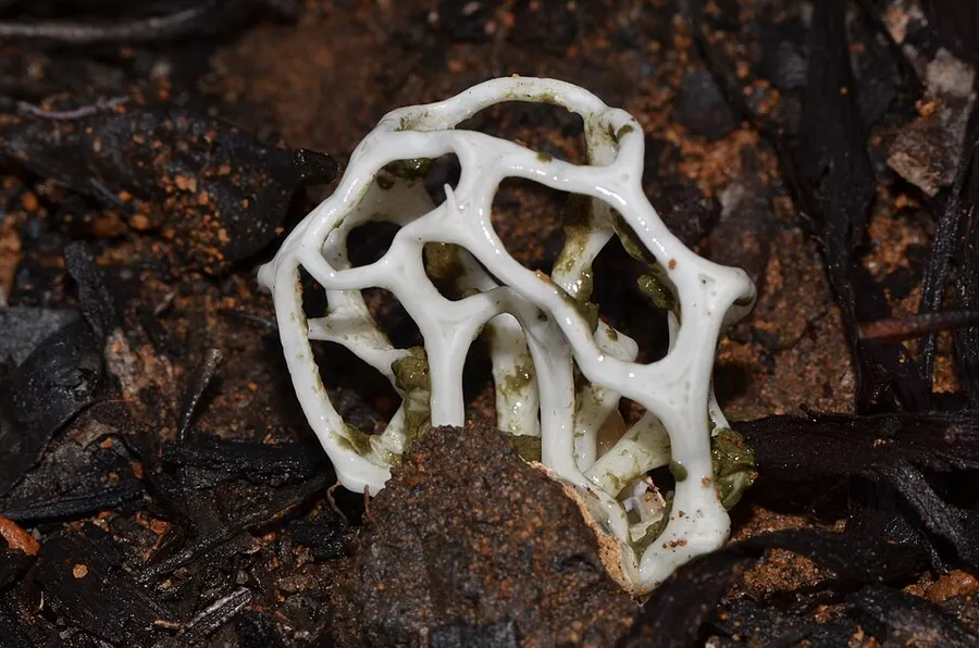 Dokumentasi Ileodictyon gracile — Fotografi