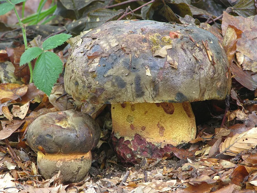 Dokumentasi Imperator torosus — Fotografi