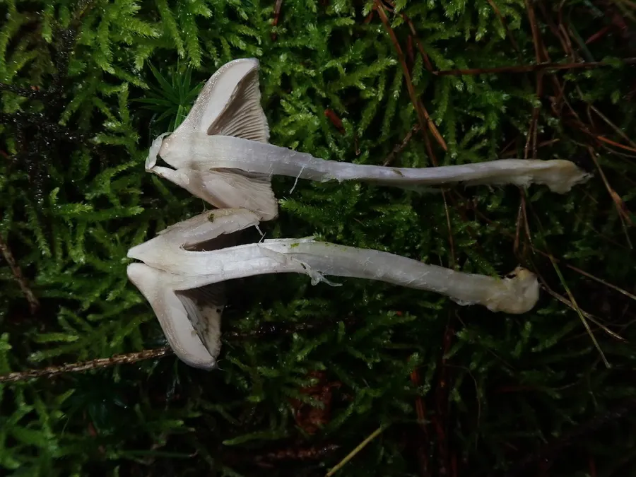 Dokumentasi Inocybe geophylla — Fotografi