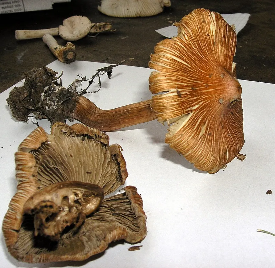 Dokumentasi Inocybe godeyi — Fotografi