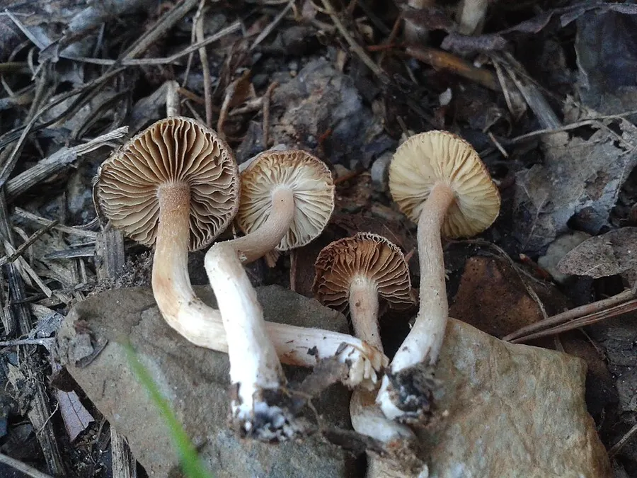 Dokumentasi Inocybe griseolilacina — Fotografi