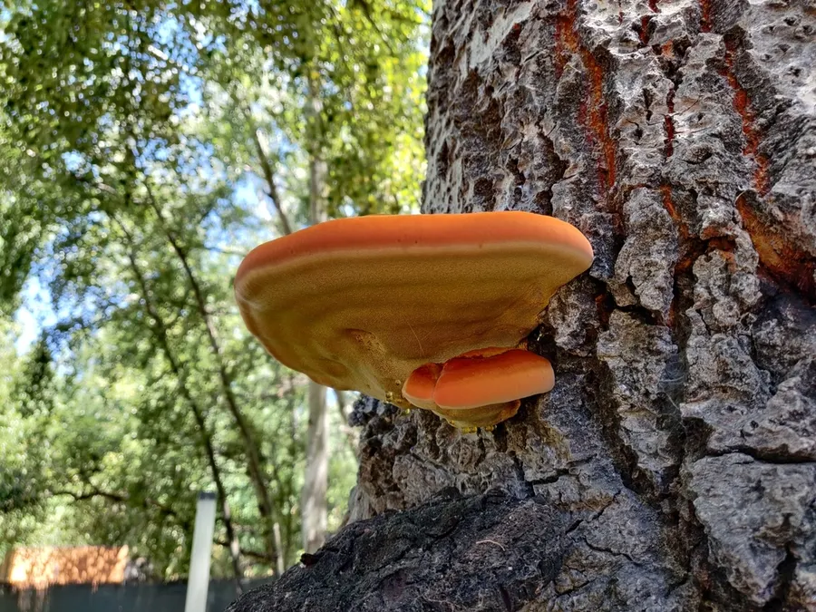 Dokumentasi Inonotus hispidus — Fotografi