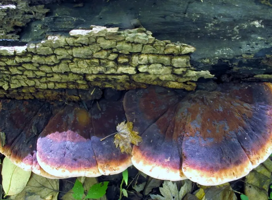 Dokumentasi Ischnoderma resinosum — Fotografi