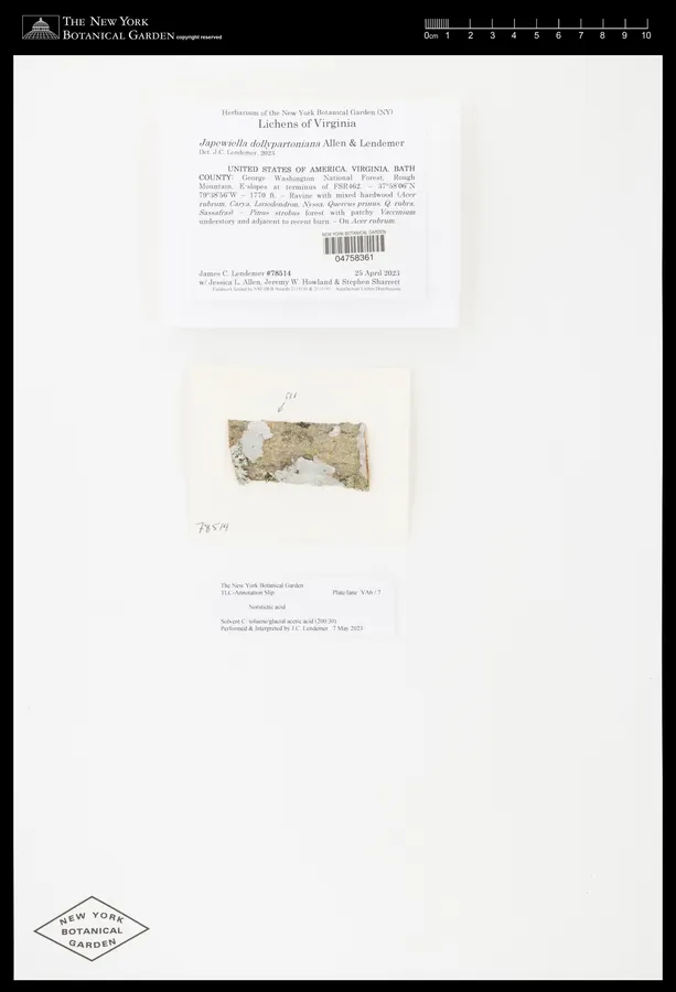 Dokumentasi Japewiella dollypartoniana — Voucher herbarium