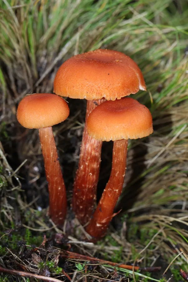 Dokumentasi Laccaria proxima — Fotografi