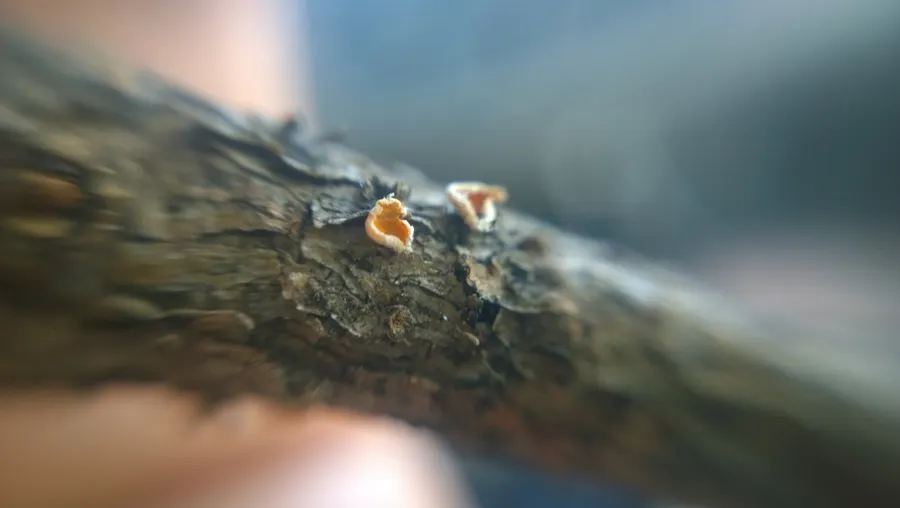 Dokumentasi Lachnellula suecica — Fotografi