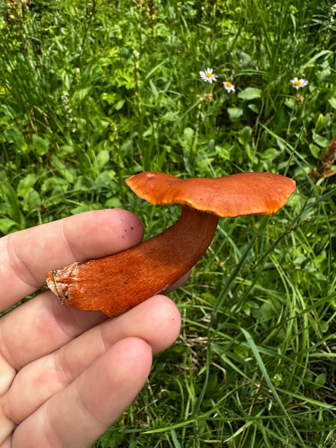 Dokumentasi Lactarius badiosanguineus — Fotografi