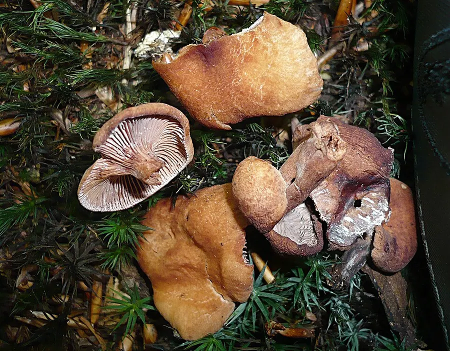 Dokumentasi Lactarius cremor — Fotografi