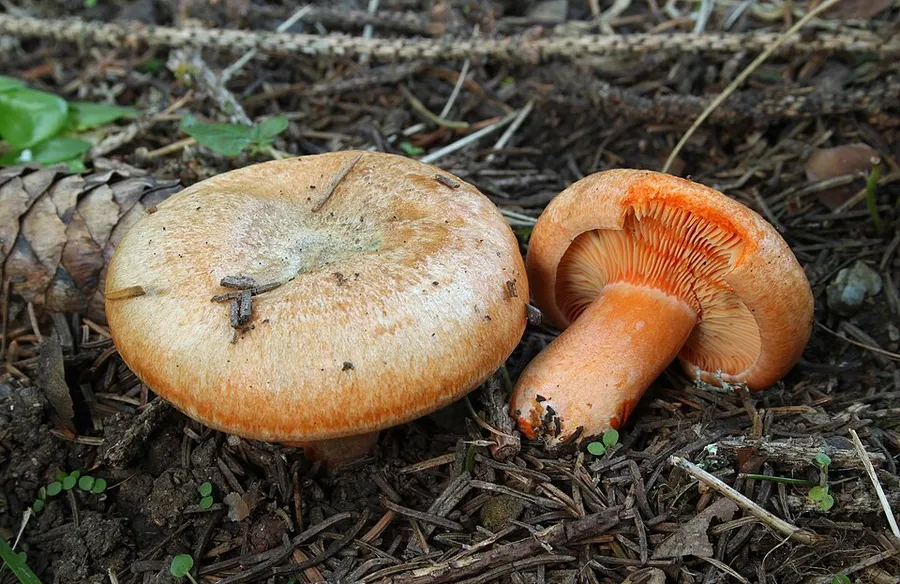 Dokumentasi Lactarius deterrimus — Fotografi
