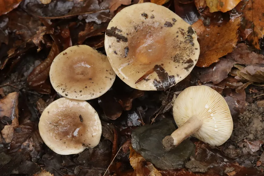 Dokumentasi Lactarius fluens — Fotografi