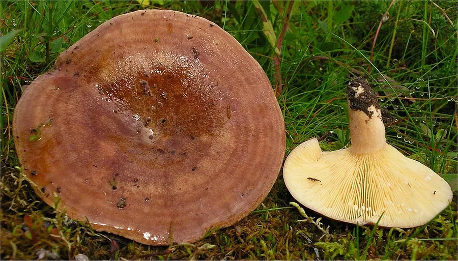 Dokumentasi Lactarius hysginus — Fotografi